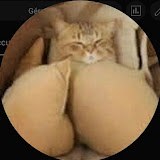 Image of a cat
